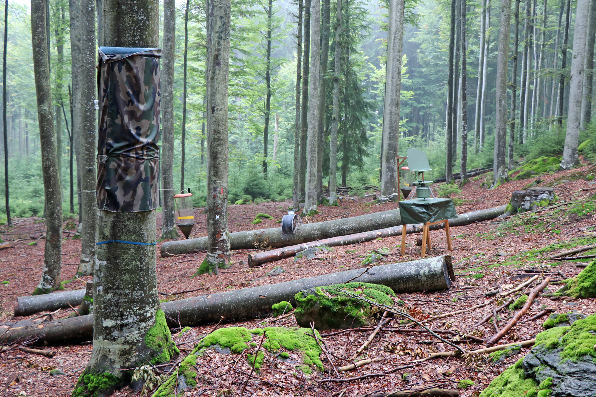 bei Guglöd