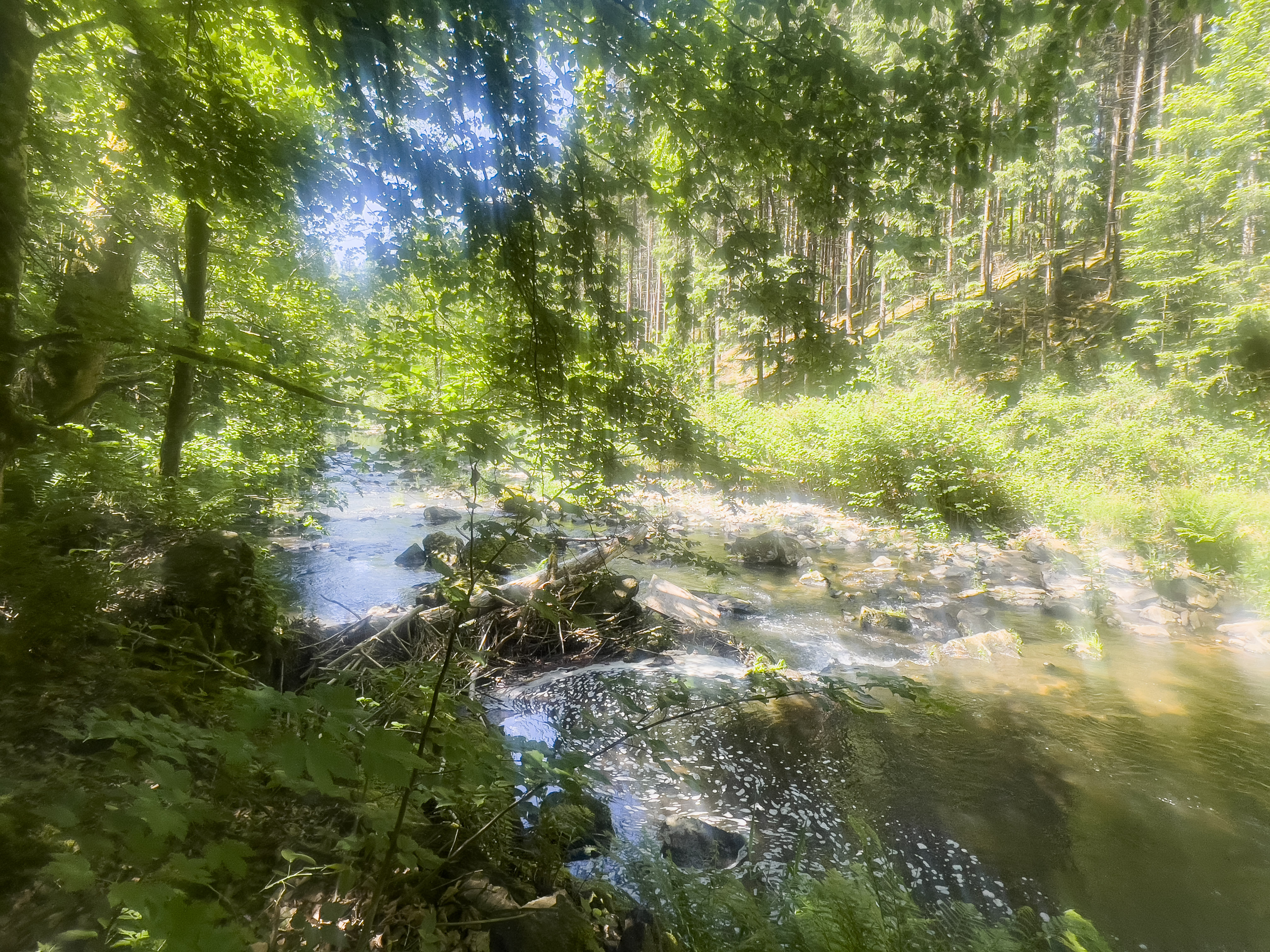Erlau