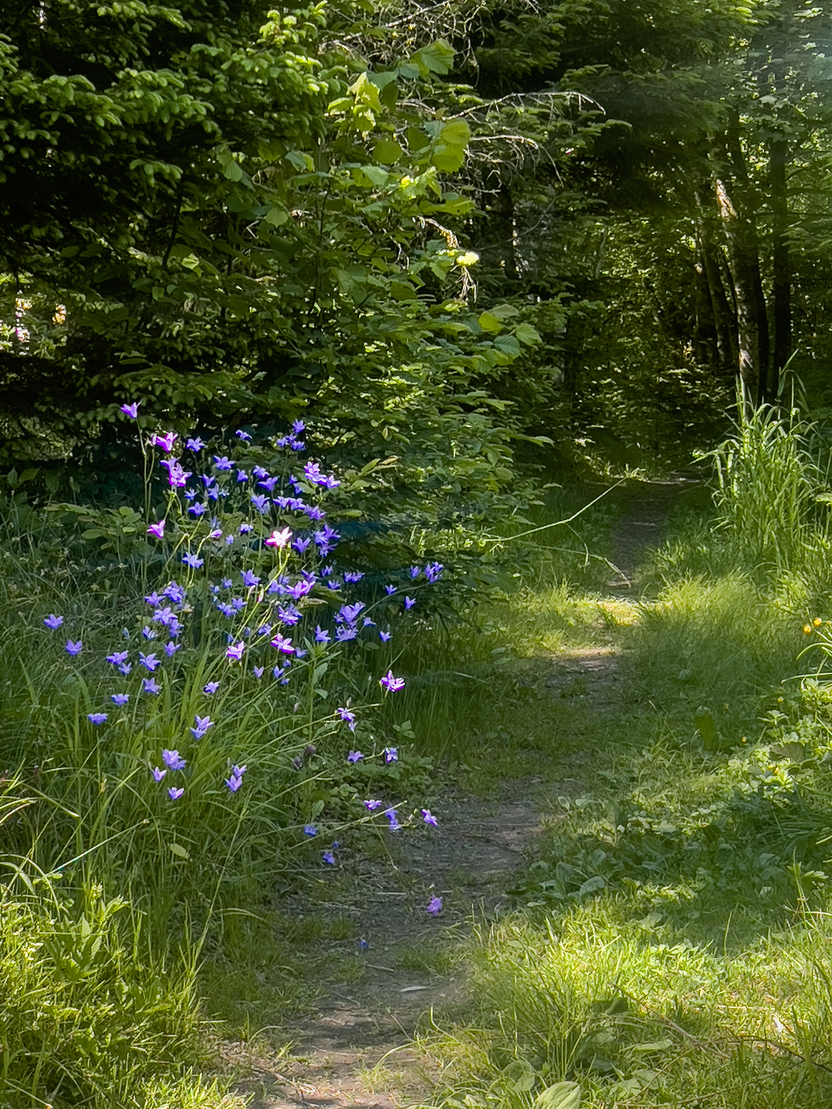 Wanderweg