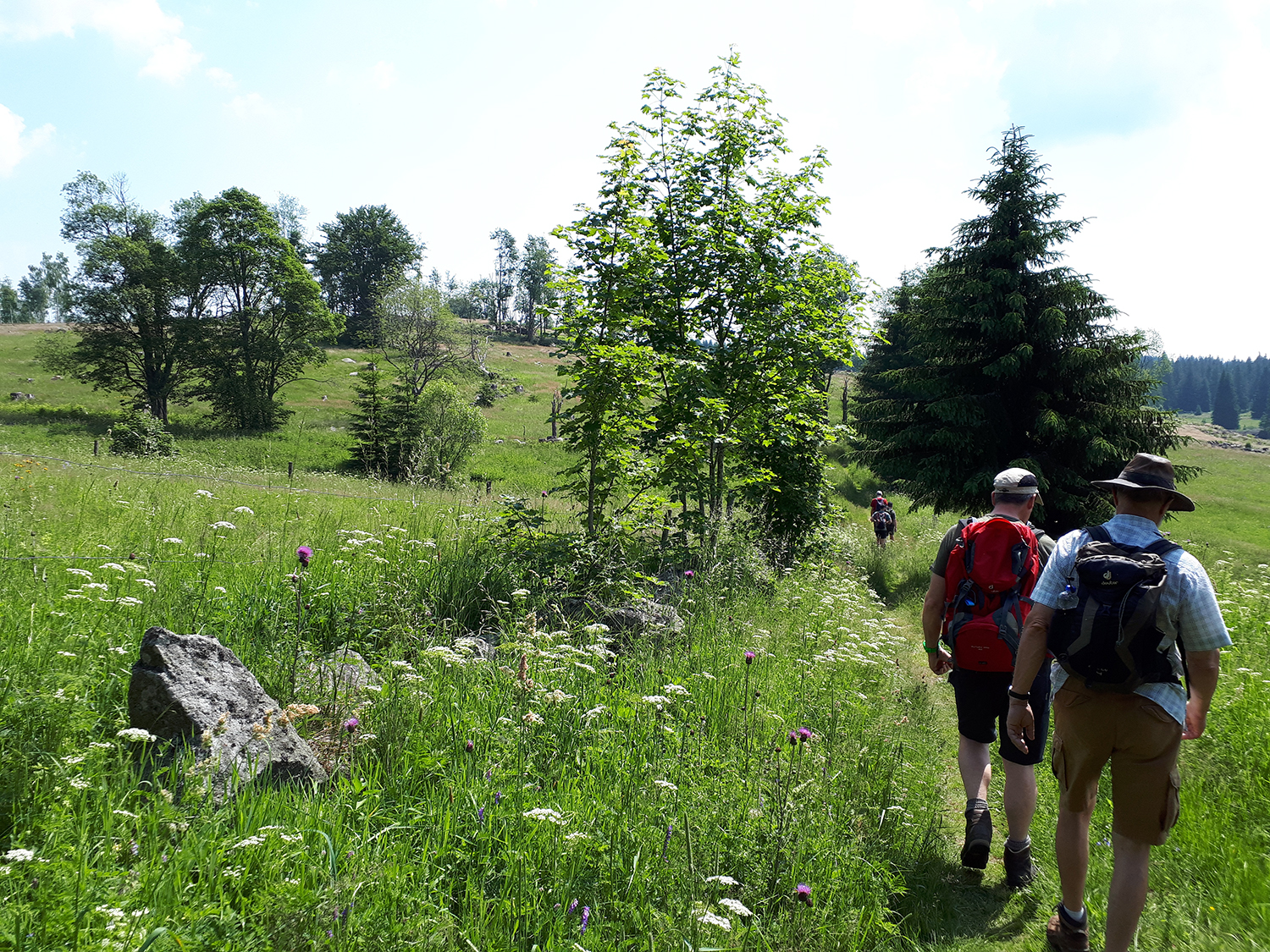 Die Wiesen und Wälder zwischen Buchwald und Fürstenhut können Interessierte bei einer grenzüberschreitenden Wanderung am 28. September entdecken. (Foto: Annette Nigl /Nationalpark Bayerischer Wald)