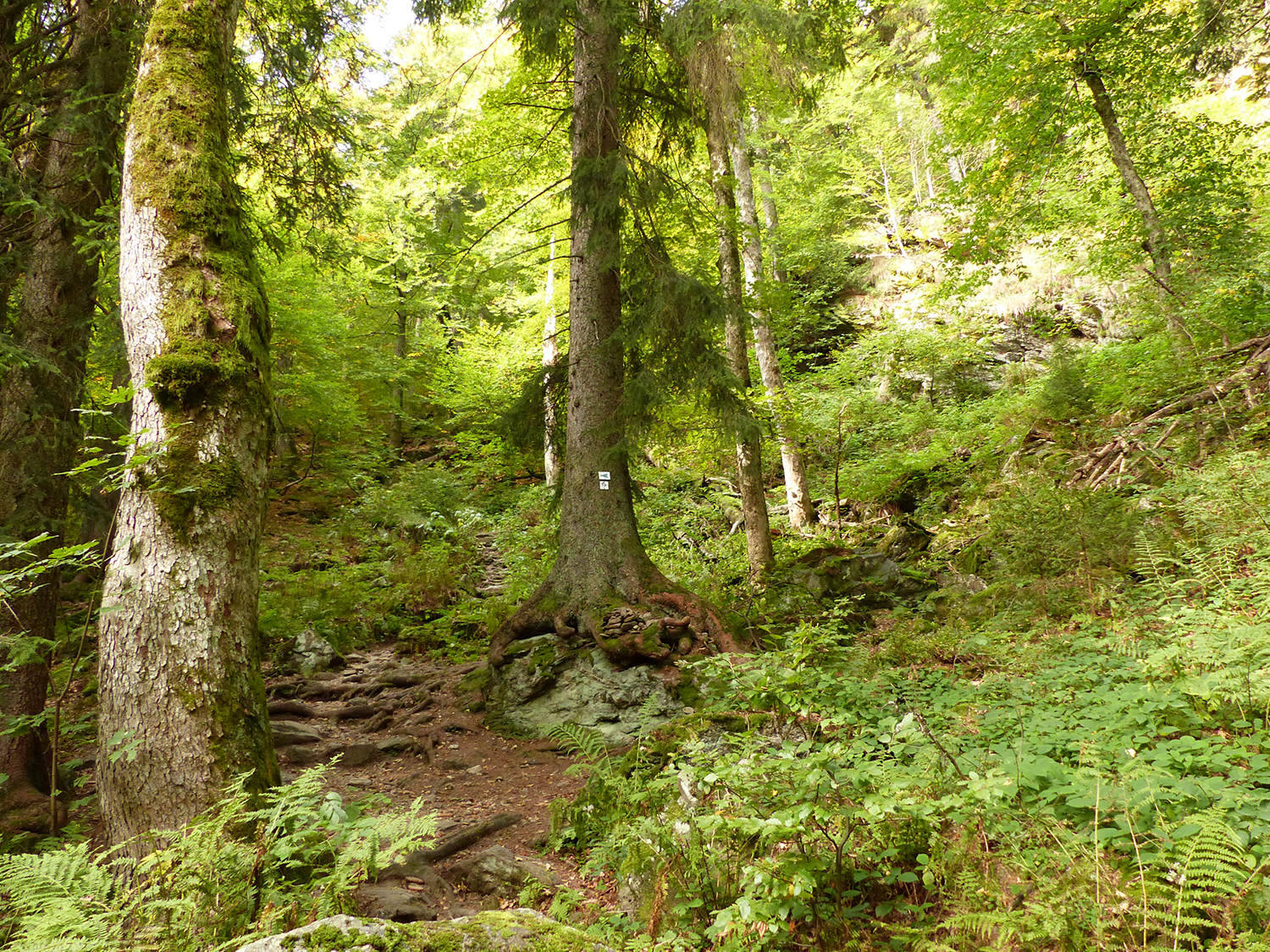 Der Wanderweg mit der Markierung „Heidelbeere“ durch das Höllbachgespreng ist ab Mittwoch, 21. Mai, wieder freigegeben. (Foto: Julia Zink / Nationalpark Bayerischer Wald)