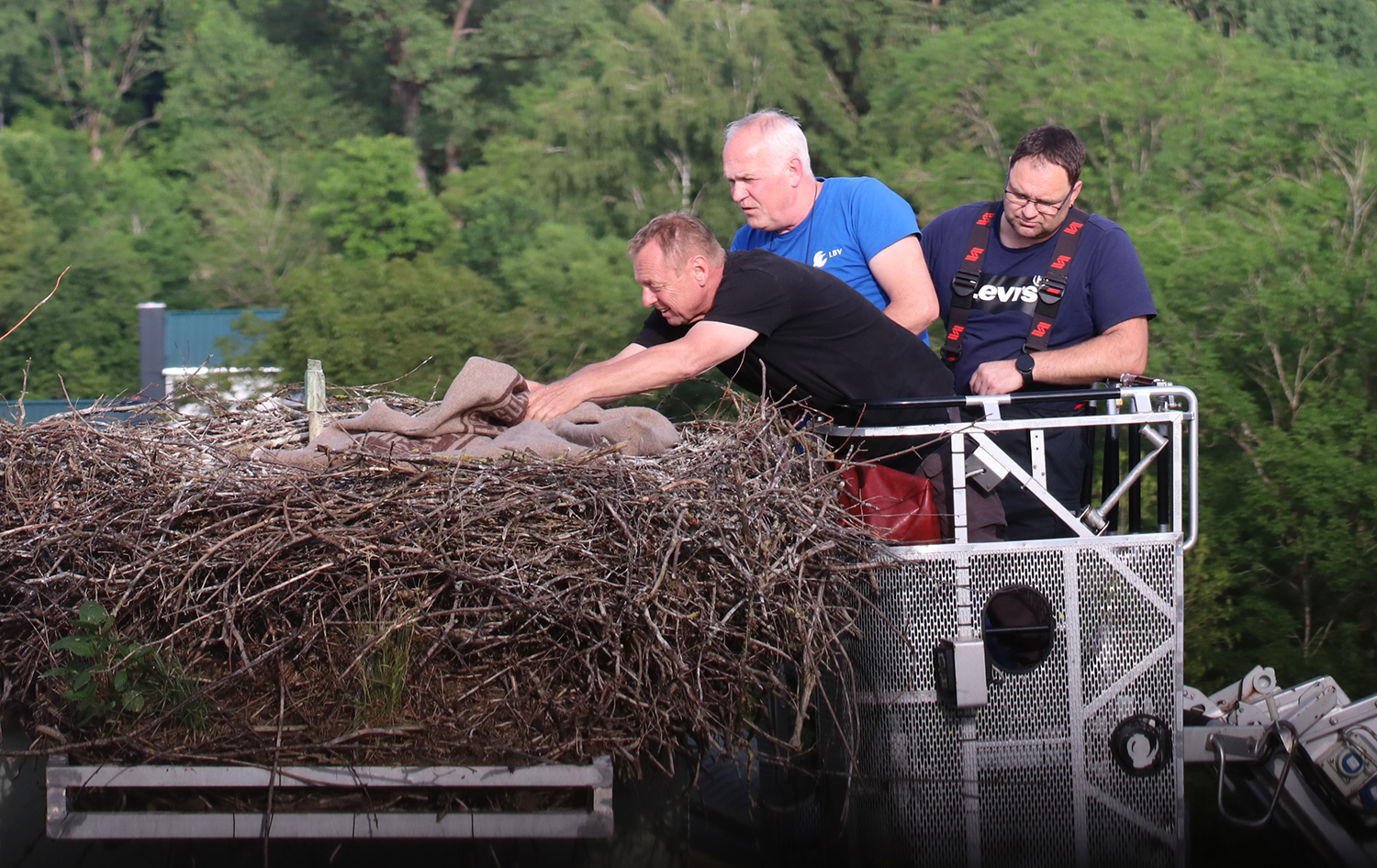 Bei der Beringung im Korb der Drehleiter: Nationalparkmitarbeiter Helmut Hackl (v.l.), Markus Schmidberger vom LBV und Andreas Stecher, Kommandant der Freiwilligen Feuerwehr Grafenau. (Foto: Annette Nigl / Nationalpark Bayerischer Wald)