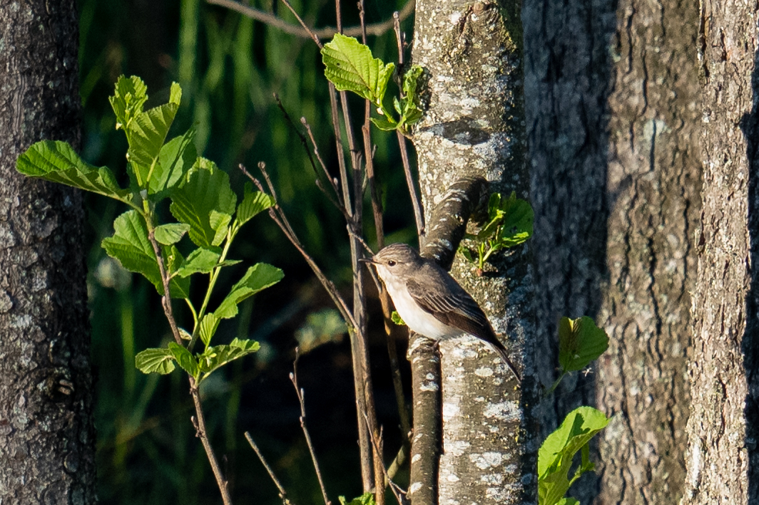 Die Gesänge der Vögel, wie zum Beispiel der Mönchsgrasmücke, können Interessierte bei der „Nationalpark exklusiv“-Führung kennenlernen. (Foto: Andreas Rückerl / Fotografenname/Nationalpark Bayerischer Wald)