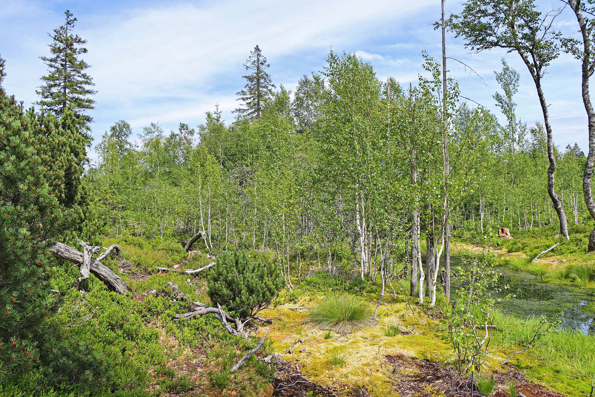 Den Lebensraum Moor können Kinder bei einer Führung in Mauth hautnah entdecken. (Foto: Gregor Wolf/Nationalpark Bayerischer Wald))