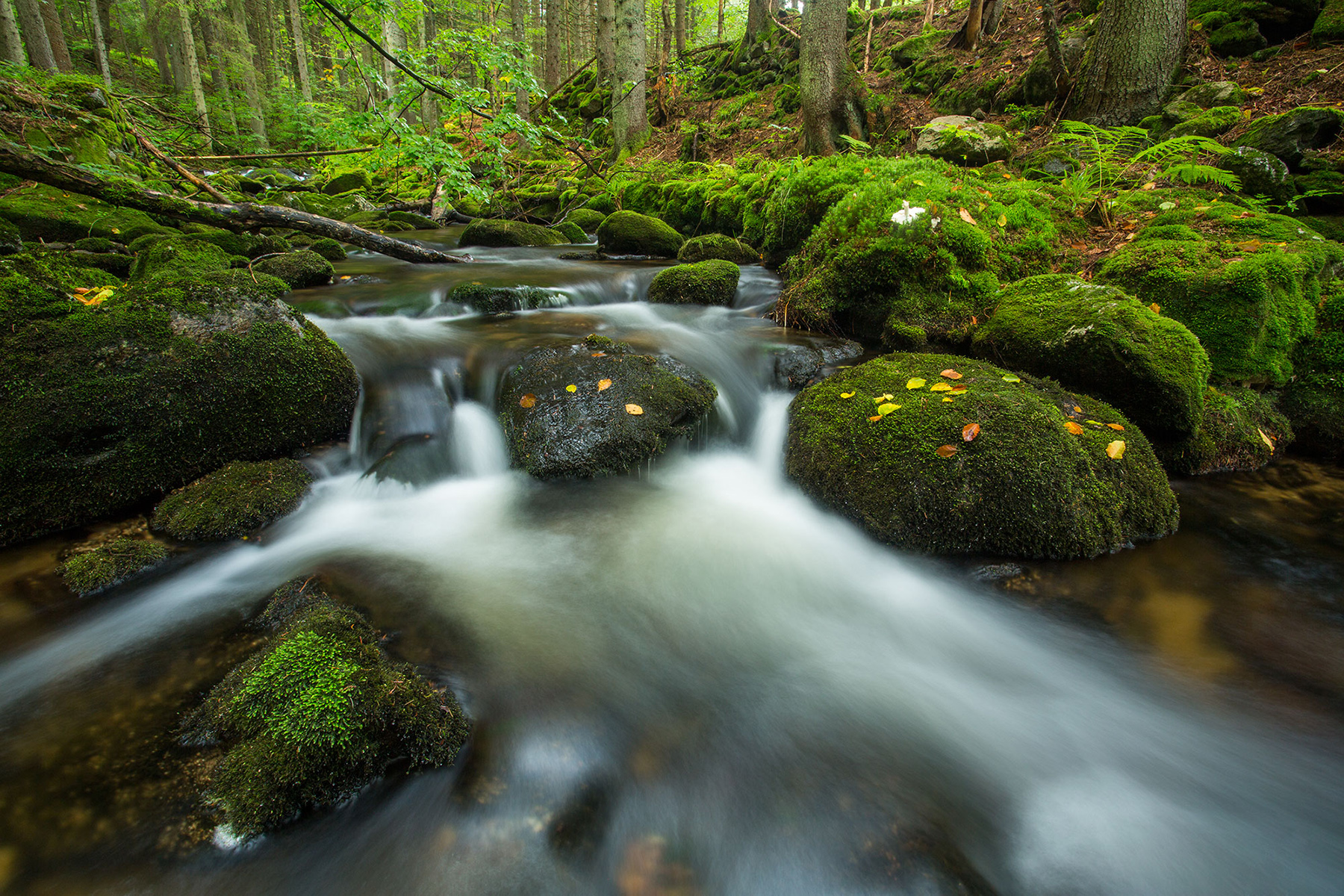 Große Teile der Tour verlaufen direkt am Wasser. (Foto: Philipp Seyfried/Nationalpark Bayerischer Wald)