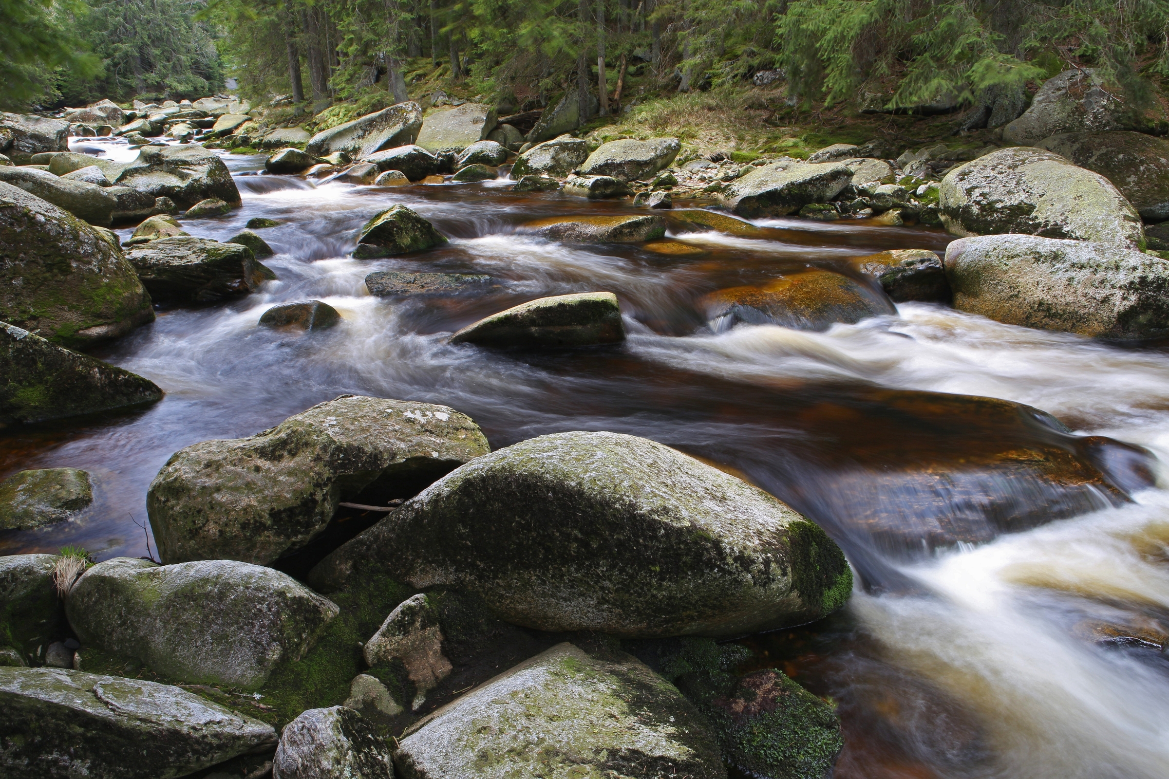 Der Fluss Widra ist Ziel der grenzüberschreitenden Wanderung am 27. Juli. (Foto: Stephan Rosenkranz /Nationalpark Šumava)