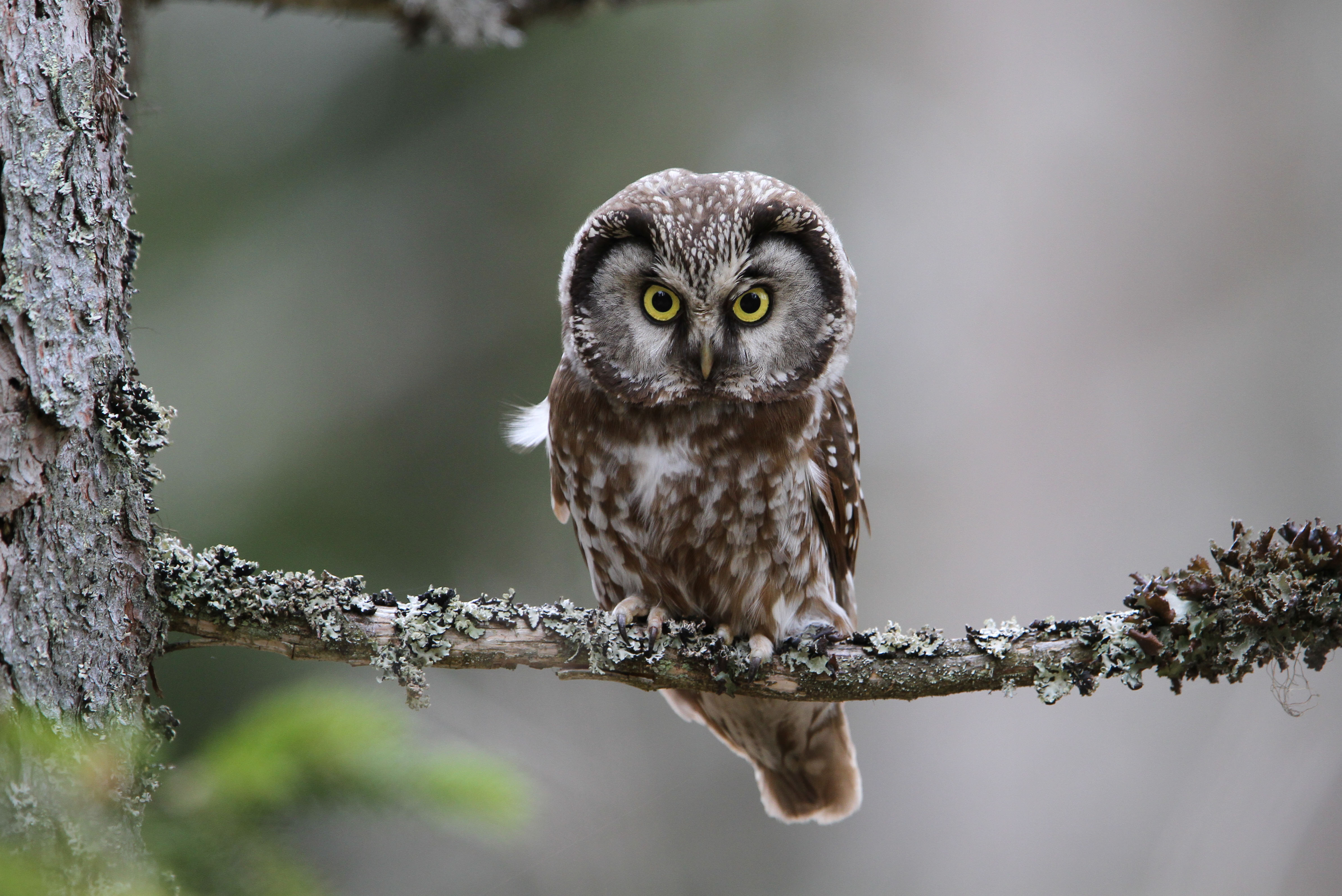 Ob sich der Raufußkauz abends zeigt? Das erfahren die Teilnehmer einer Wanderung durch das Tier-Freigelände am 30. Juli. (Foto: Christoph Moning / Nationalpark Bayerischer Wald)