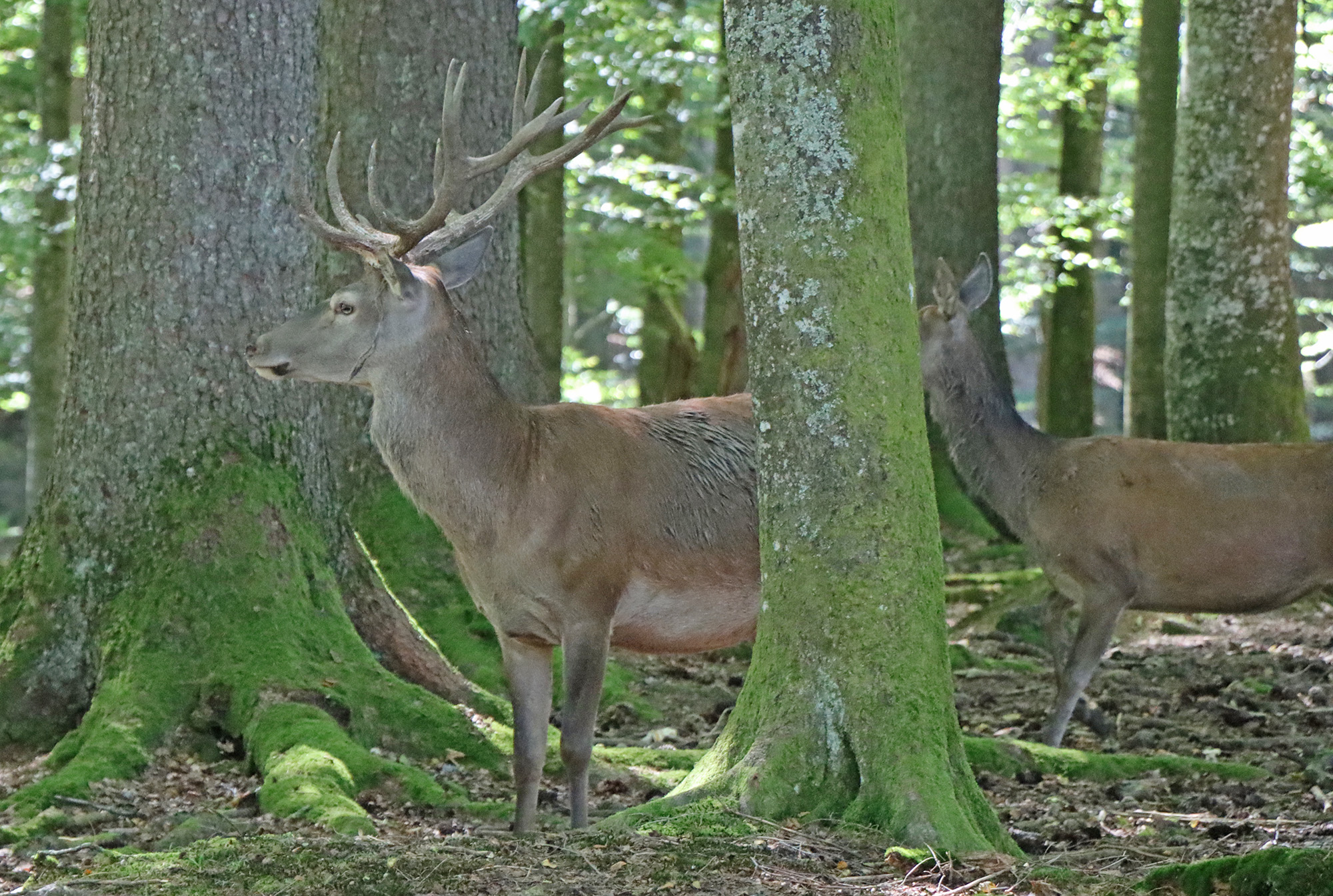 Auf den Spuren der Rothirsche wandeln die Teilnehmer des mehrtägigen Wanderangebots von 24. bis 26. September. (Foto: Gregor Wolf/Nationalpark Bayerischer Wald)
