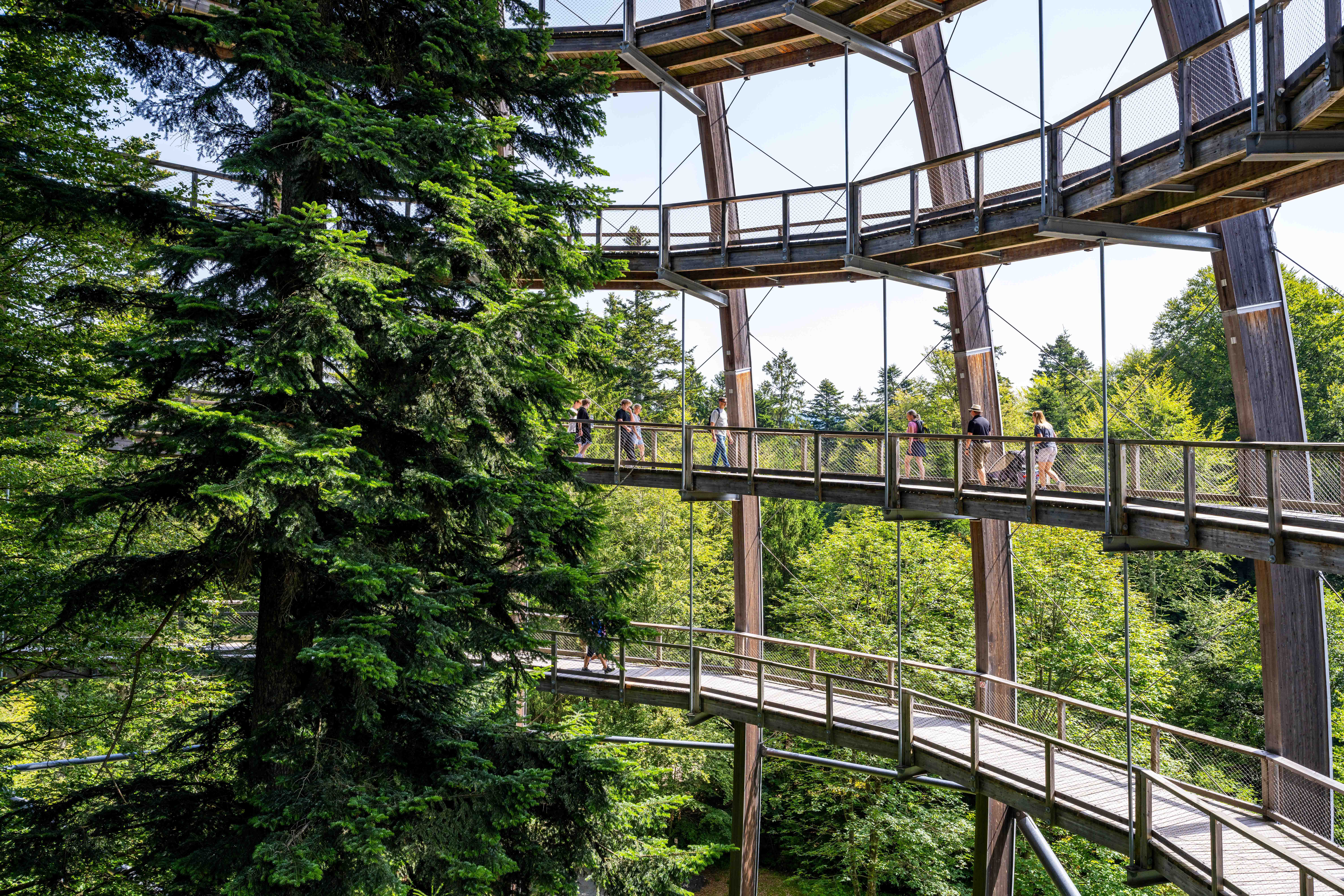 Die FeierabendTour auf den Baumwipfelpfad bei Neuschönau lädt zum Entschleunigen ein. (Foto: Woidlife Photography/Nationalpark Bayerischer Wald)