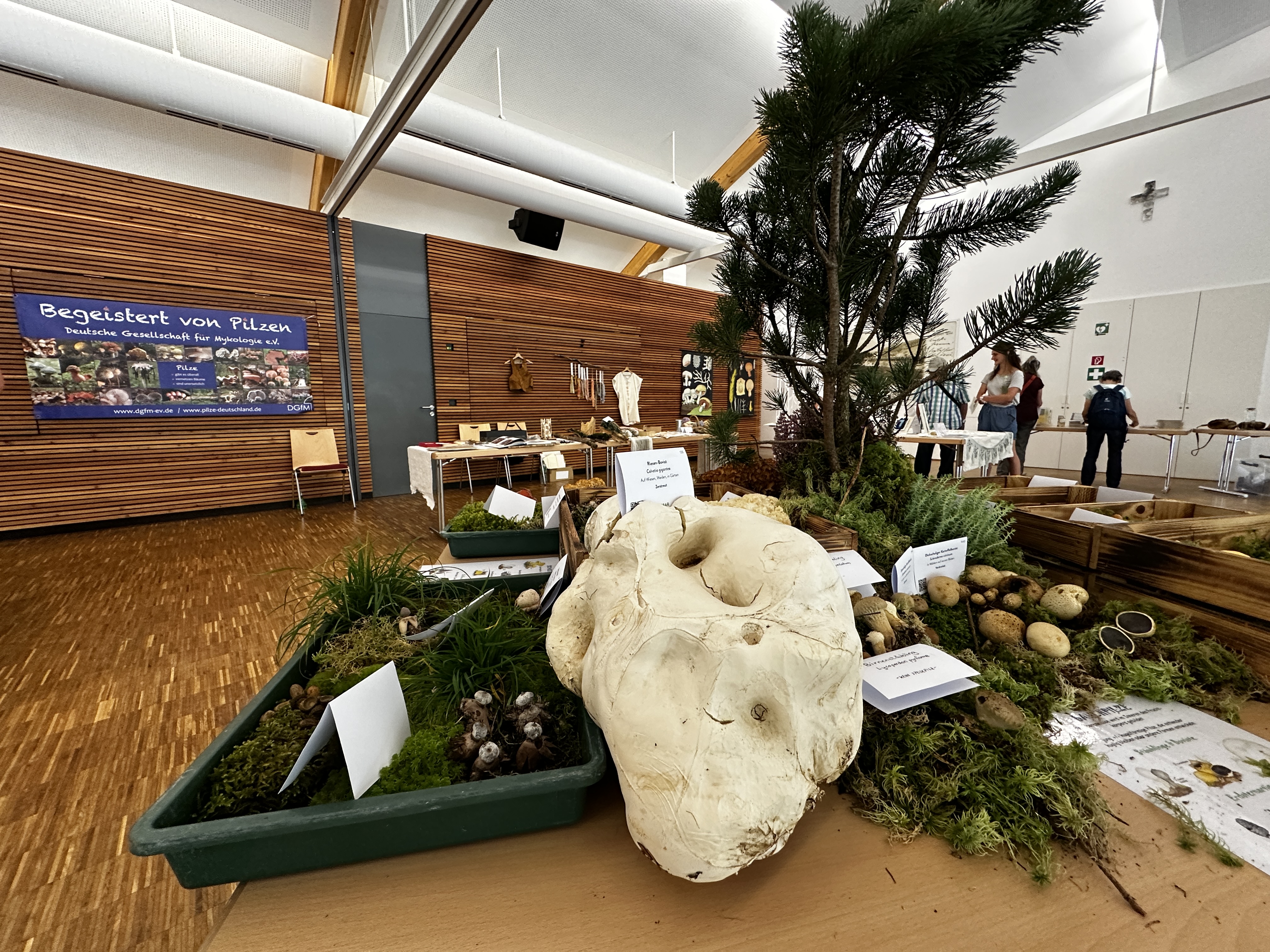 Die häufigsten Speise- und Giftpilze werden bei der Ausstellung „Pilze ohne Grenzen“ in der Arberlandhalle gezeigt. (Foto: Peter Karasch /Nationalpark Bayerischer Wald)