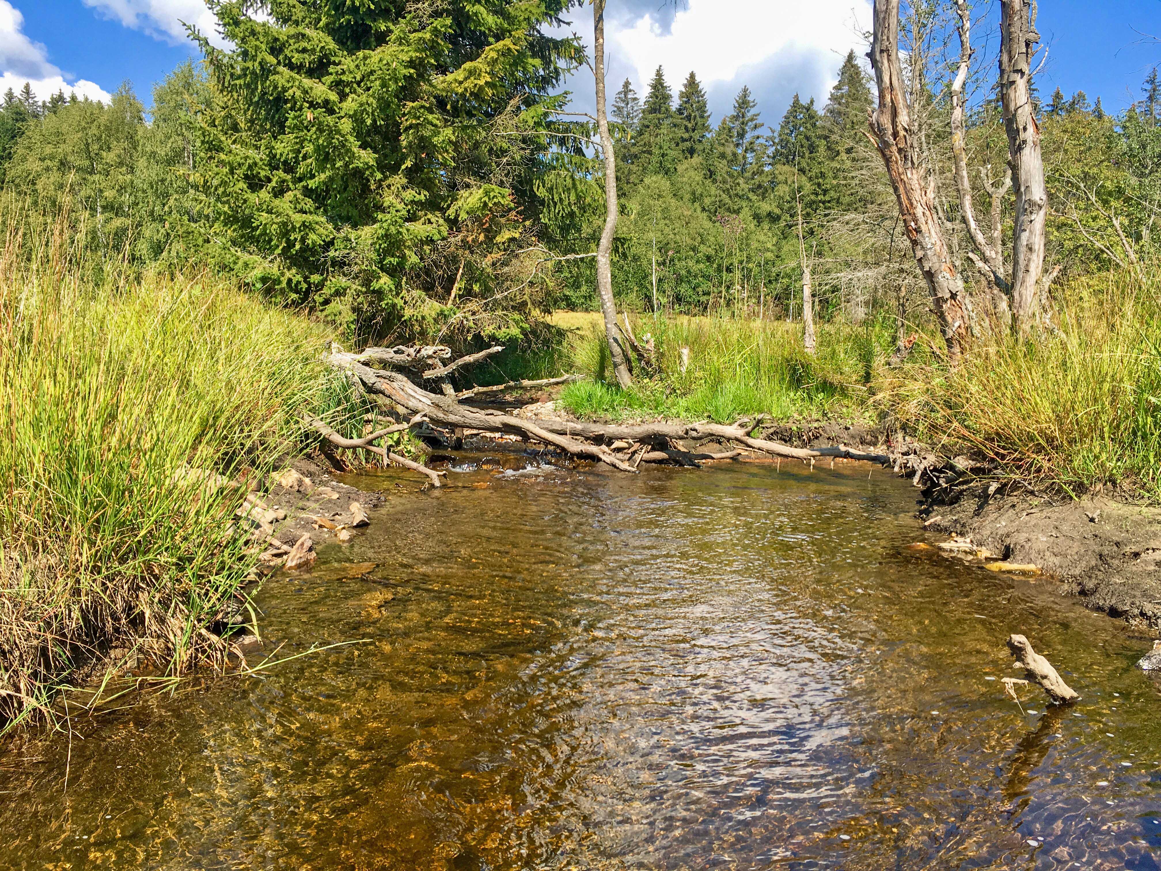 Durch das malerische Tal der Křemelná führt die grenzüberschreitende Radtour nach Rovina. (Foto: Gregor Wolf/Nationalpark Bayerischer Wald)