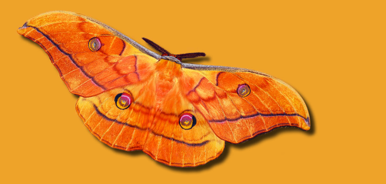 Der Größte ist der Japanische Eichenseidenspinner. (Foto: Peter Lichtmannecker)