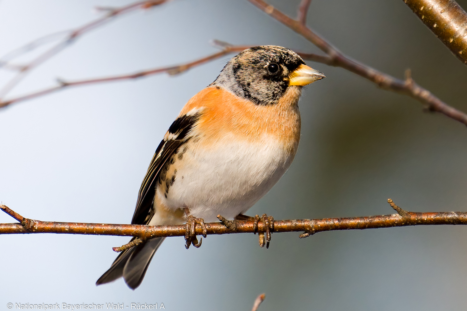 Die Gesänge der heimischen Vögel, wie die des Bergfinks, können Interessierte bei einer Wanderung am 29. Mai kennenlernen. (Foto: Andreas Rückerl / Nationalpark Bayerischer Wald)
