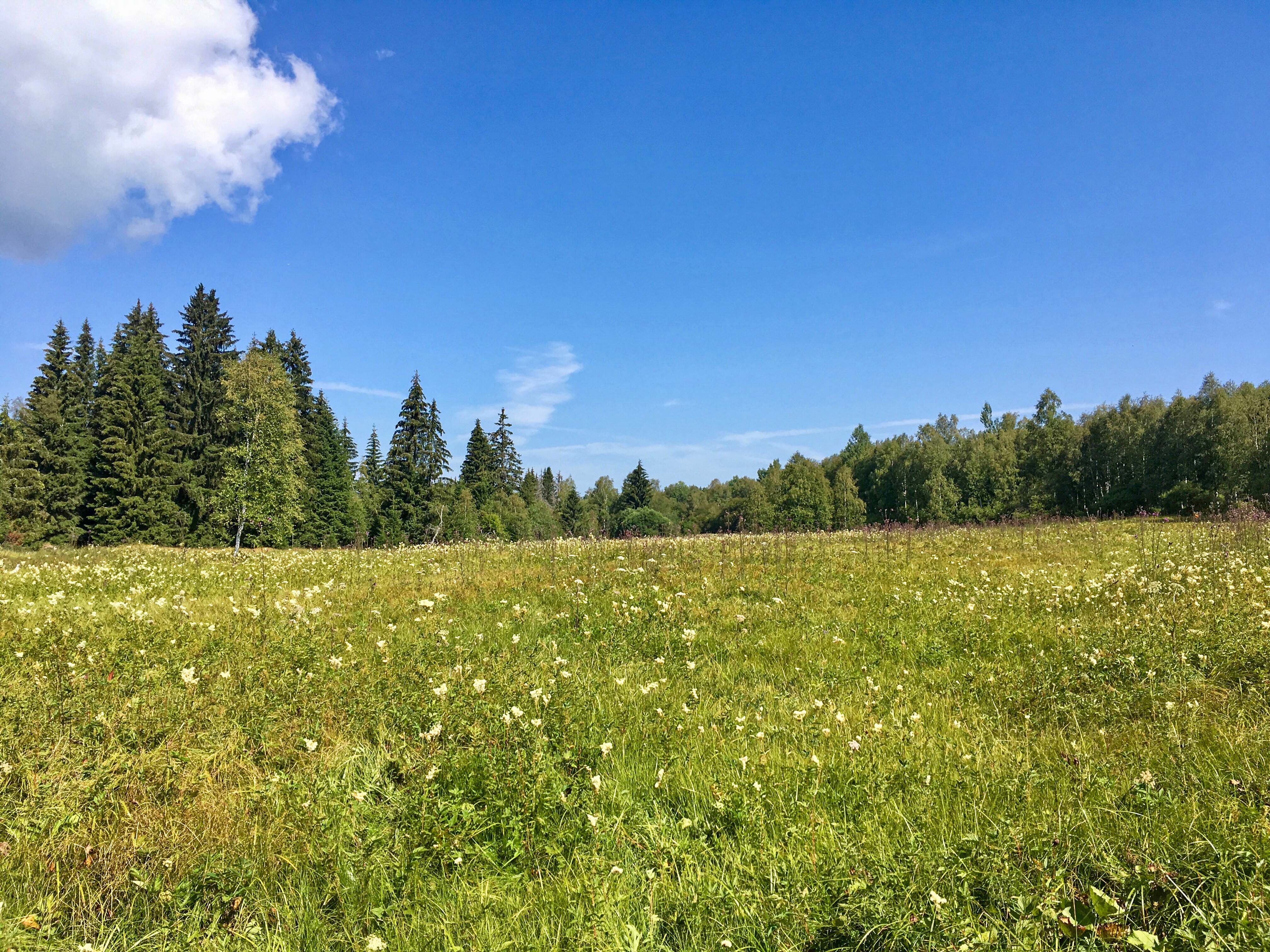 Über den Tälern der Böhmerwaldflüsse Křemelná und Vydra mit seinen artenreichen Wiesen startet die Tageswanderung. (Foto: Gregor Wolf/Nationalpark Bayerischer Wald)