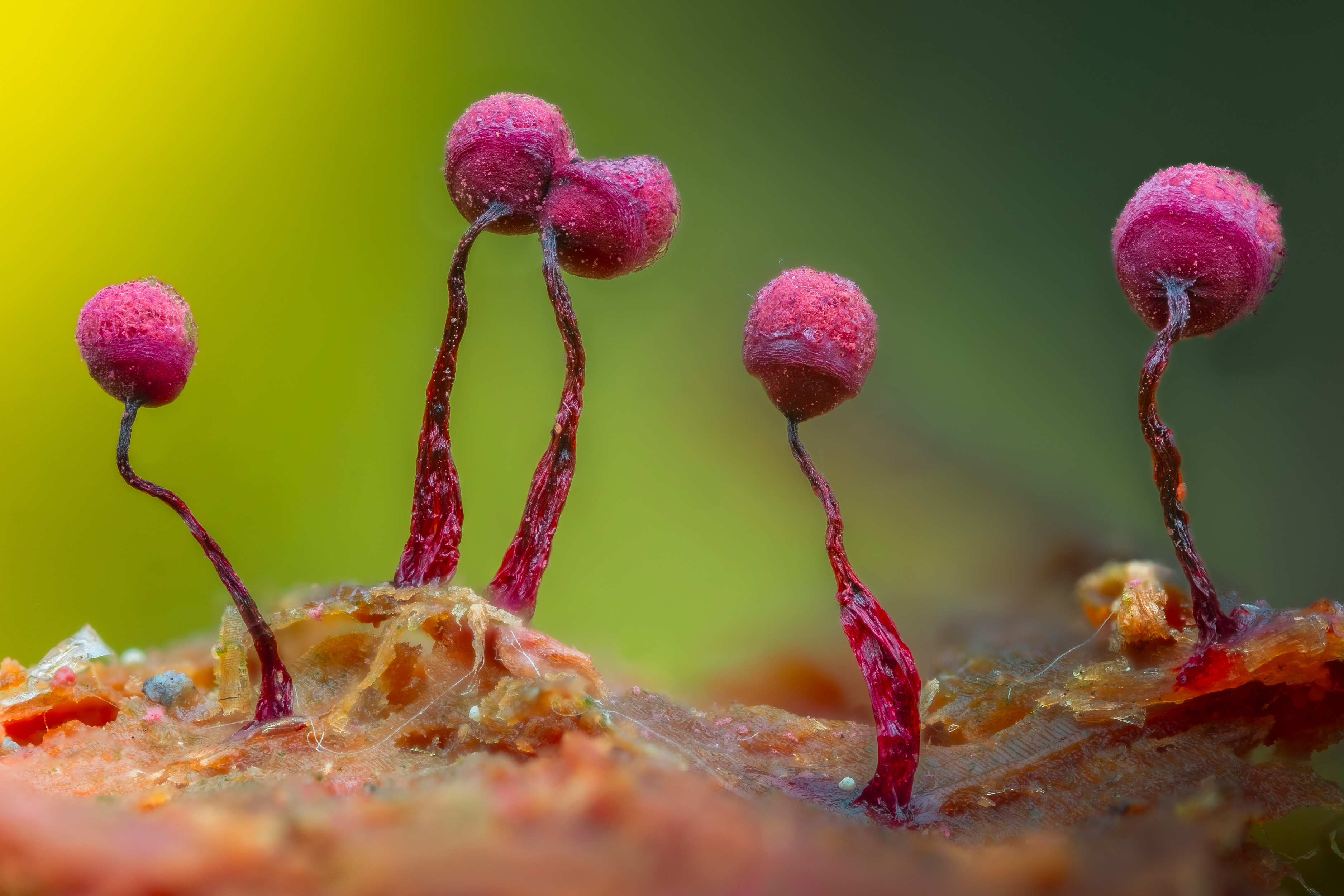 Nach dem Fund des Mykologen Karasch gelangen dem für seine Makroaufnahmen bekannten Fotografen Lukas Haselberger mehrere Stackingaufnahmen am Fundort.(Foto: Lukas Haselberger/Nationalpark Bayerischer Wald)