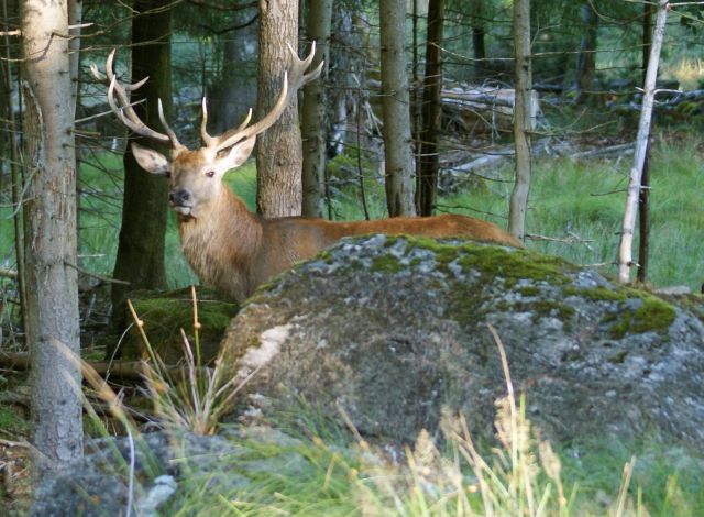 Rothirsch im Tier-Freigelände