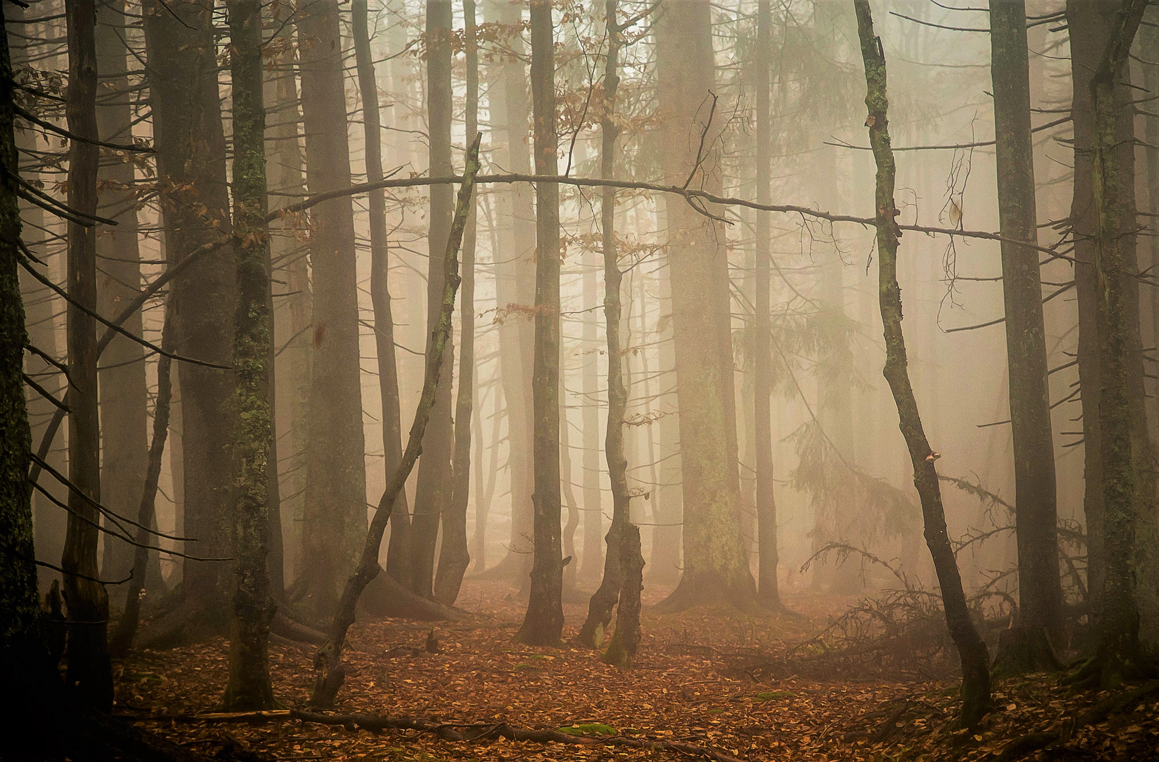 Zwei Führungen zum Thema „Trauer und Traurigkeit“ bietet der Nationalpark zusammen mit dem Hospizverein im Landkreis Freyung-Grafenau.e.V in den Ferien an. (Foto: Fritz Eichmann/Nationalpark Bayerischer Wald) Zwei Führungen zum Thema „Trauer und Traurigkeit“ bietet der Nationalpark zusammen mit dem Hospizverein im Landkreis Freyung-Grafenau.e.V in den Ferien an. (Foto: Fritz Eichmann/Nationalpark Bayerischer Wald)