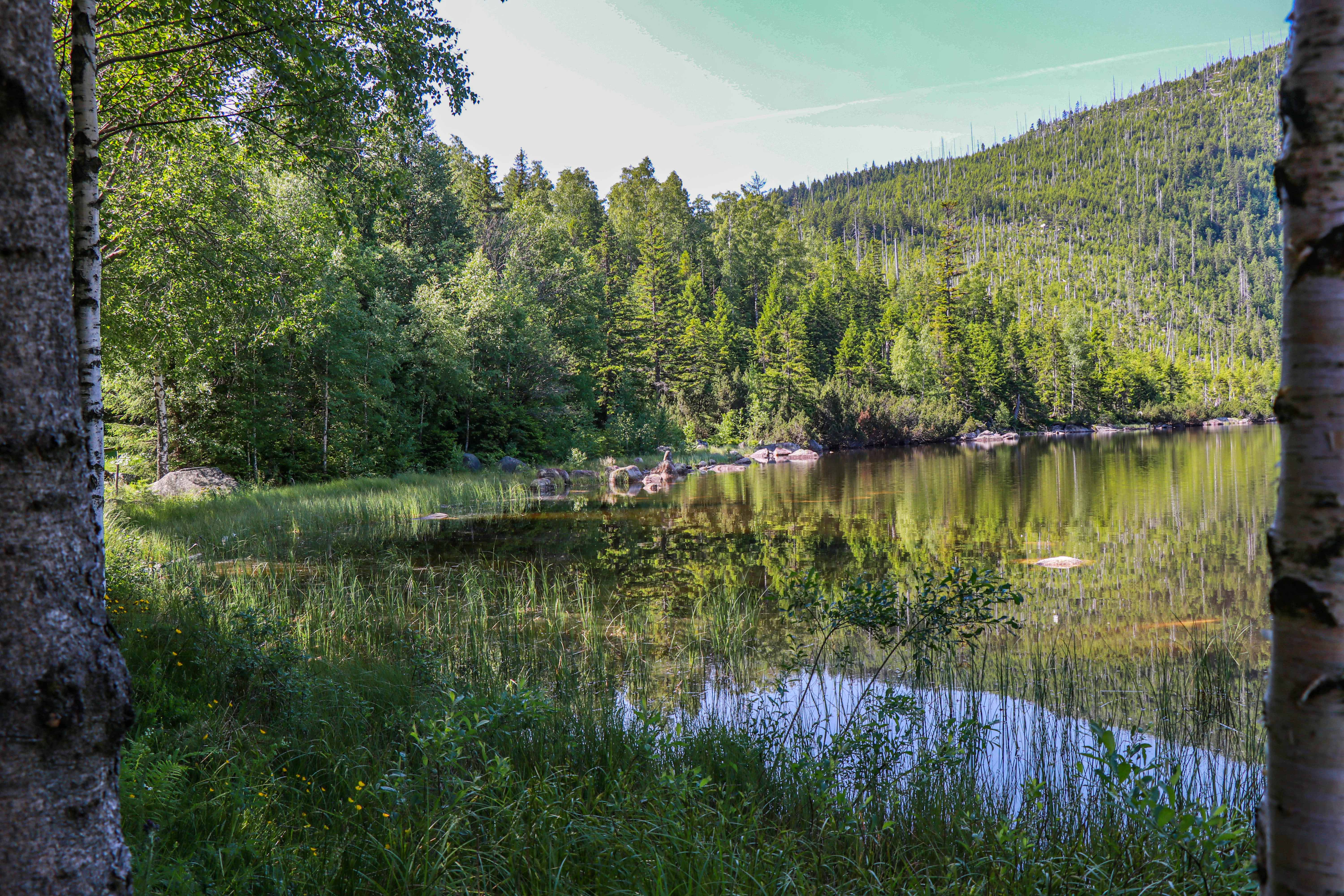der Plöckensteinsee ist einer der landschaftlichen Highlights der grenzüberschreitenden Radtour am Sonntag. (Foto: Julia Reihofer/Nationalpark Bayerischer Wald) der Plöckensteinsee ist einer der landschaftlichen Highlights der grenzüberschreitenden Radtour am Sonntag. (Foto: Julia Reihofer/Nationalpark Bayerischer Wald)