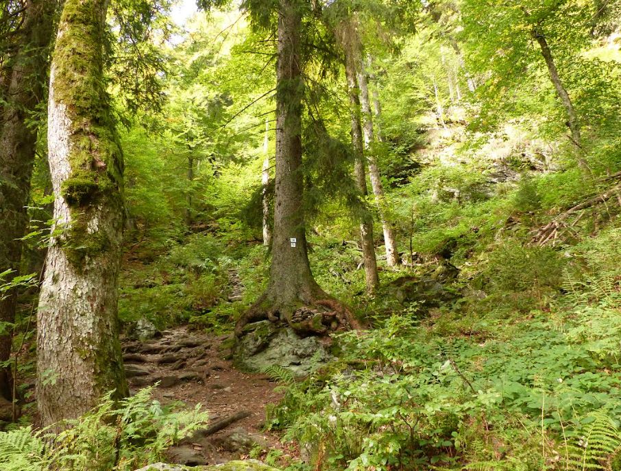 Wie man mehr Biodiversität in Wälder bringt erklärt Dr. Britta Uhl im Waldgeschichtlichen Museum